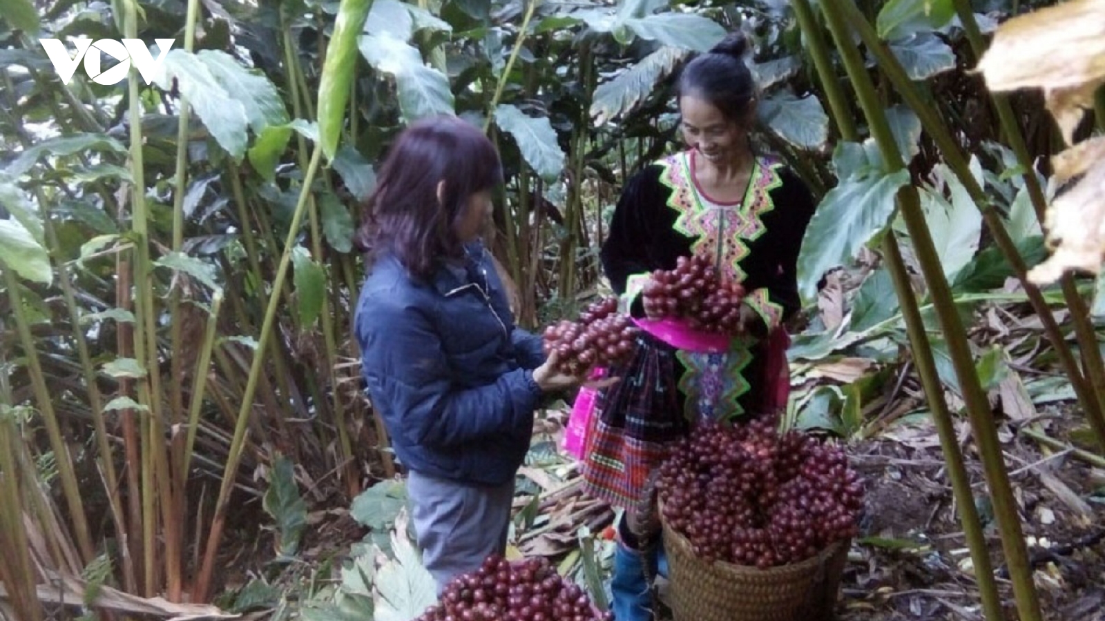 Chính quyền hai cấp đã hoạt động, nông nghiệp không thể chậm chân